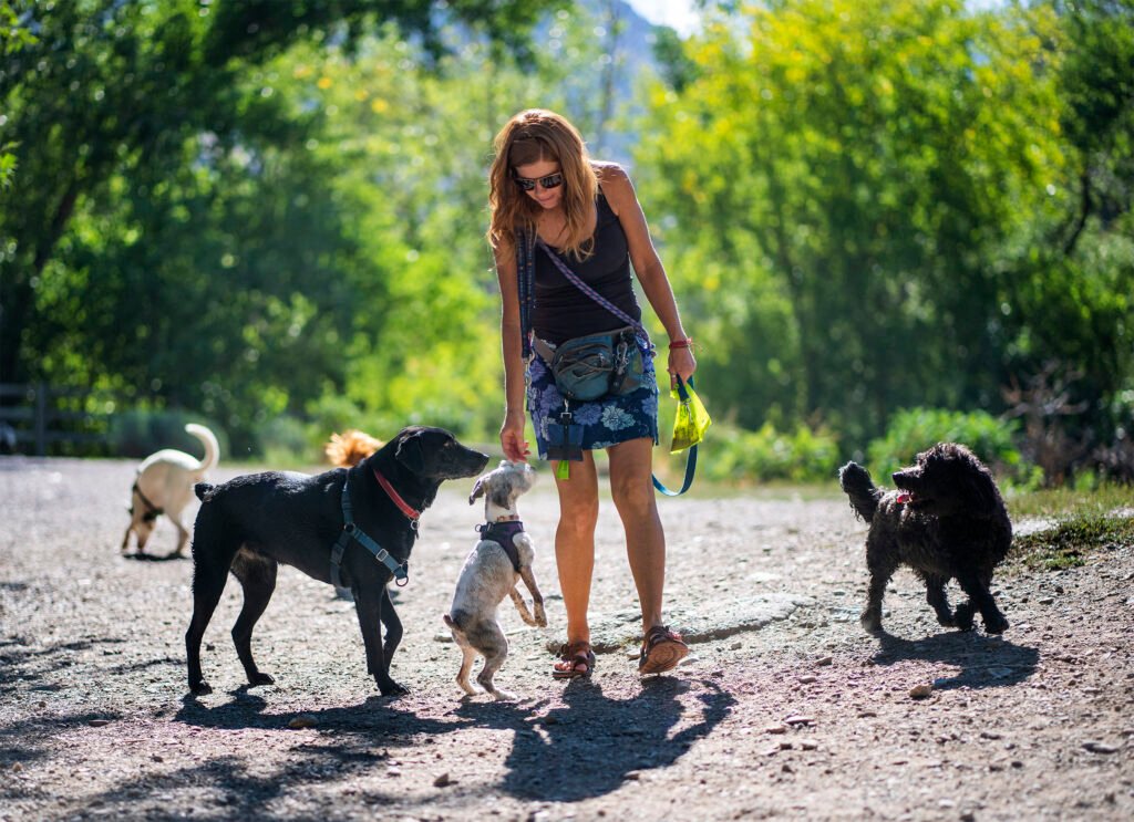 Miten Löytää Työ Koiran Ulkoilutuksesta Suomessa