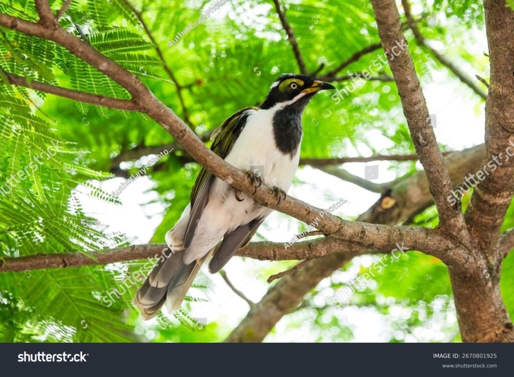 Mikä Lintu On Tässä Näkemässäsi Kuvassa