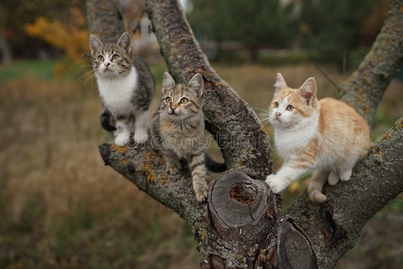 Mitä Tärkeää Tietoa Kissasta Jokaisen Omistajan Tulisi Tietää